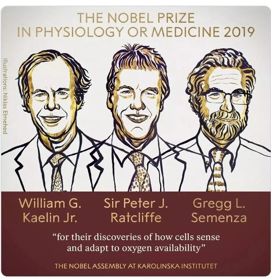 | Nobel Prize: Hypoxia is an importantfactor in many diseases(images 1)